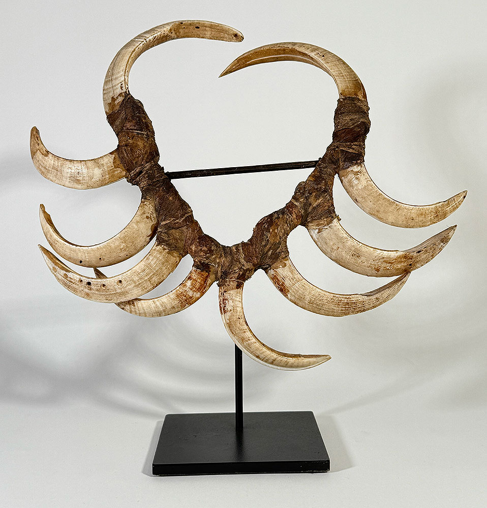 CollingwoodBayBoarTuskBack