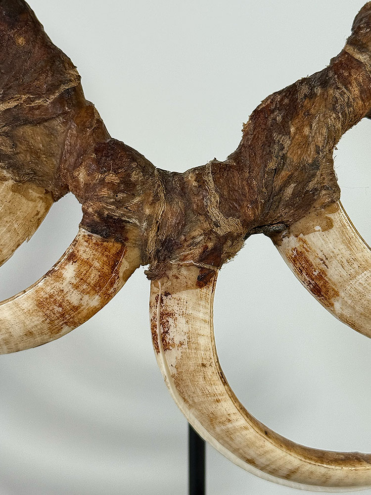 CollingwoodBayBoarTuskDetail