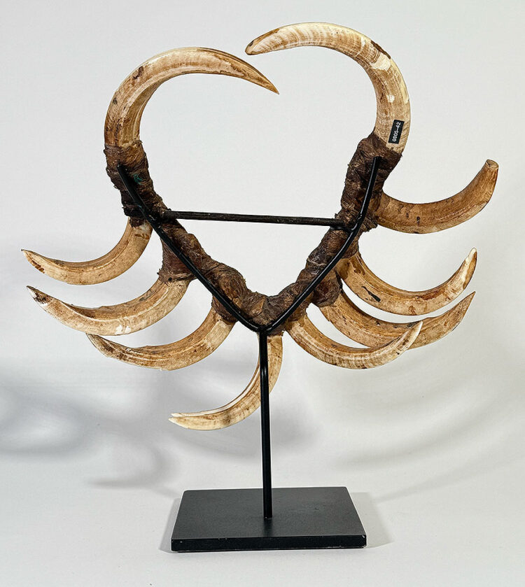 CollingwoodBayBoarTuskFront